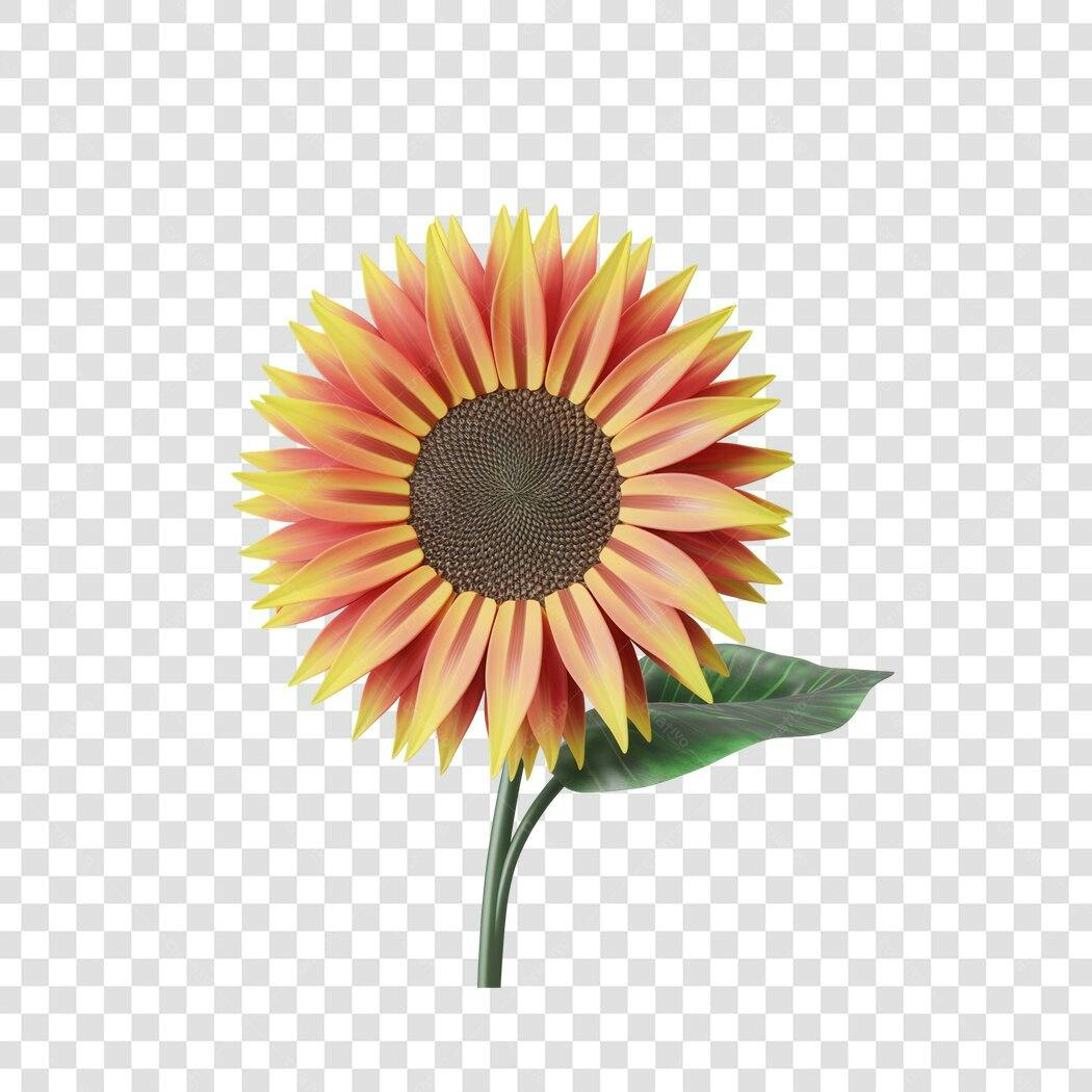 PNG Ilustração Girassol Vermelho e Amarelo com Fundo Transparente