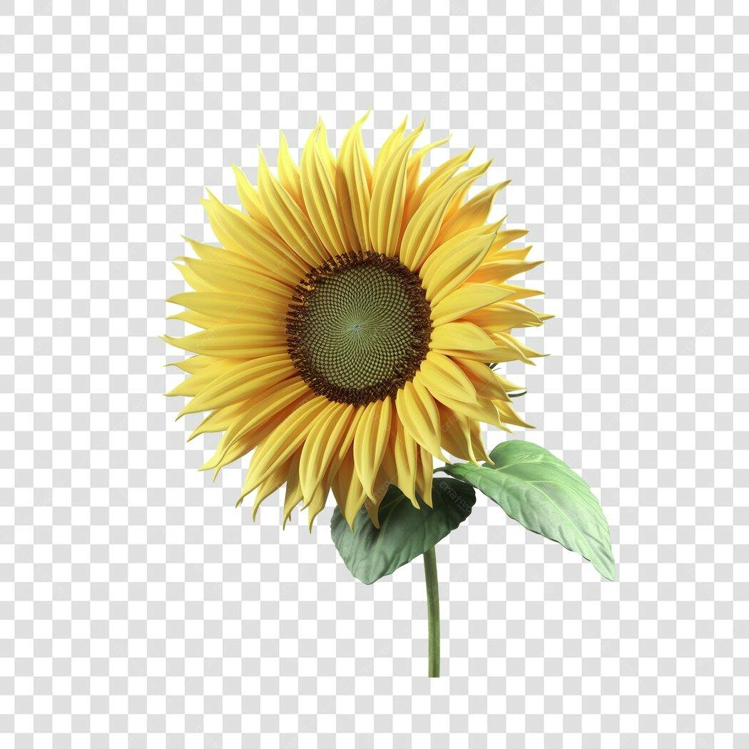 Imagem PNG Girassol com fundo transparente para Instagram