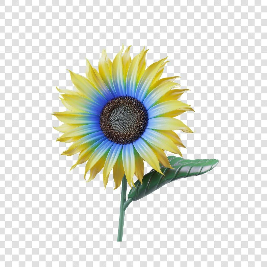 Post Instagram Girassol Azul e Amarelo PNG com fundo transparente