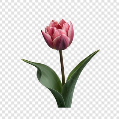 3D render FLORES ROSA VEMELHA COLORIDA AZUL FLOR elemento para composição ícone logo PSD png (196)