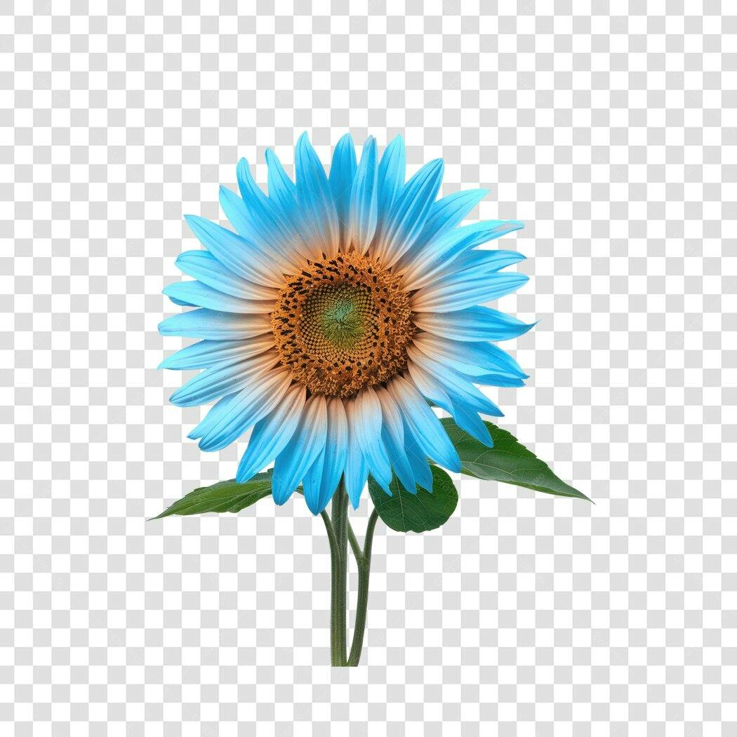 Post Instagram Girassol Azul PNG com fundo transparente
