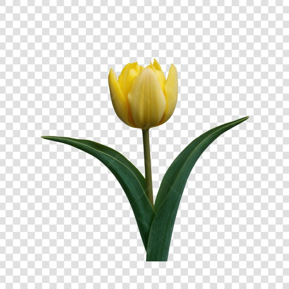 3D render FLORES ROSA VEMELHA COLORIDA AZUL FLOR elemento para composição ícone logo PSD png (189)