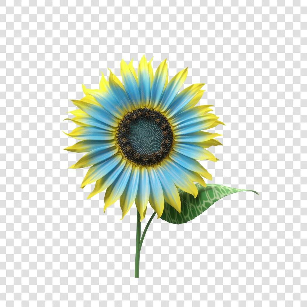 Post Instagram Girassol Azul e Amarelo PNG com fundo transparente