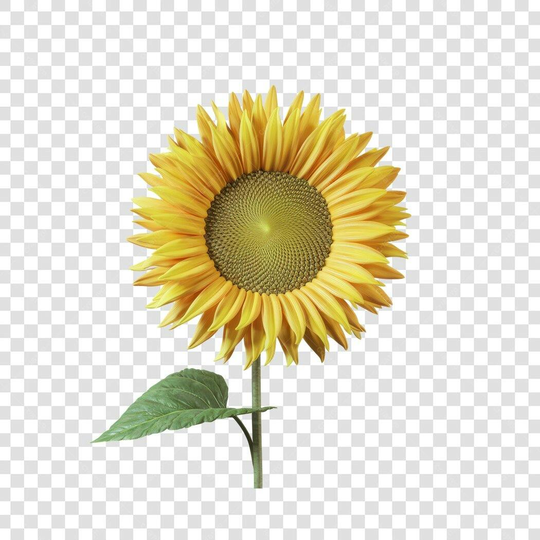 Post Instagram Girassol PNG com fundo transparente