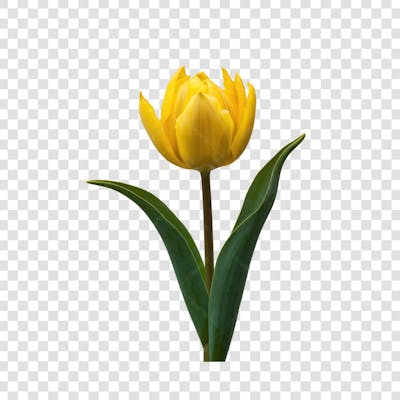 3D render FLORES ROSA VEMELHA COLORIDA AZUL FLOR elemento para composição ícone logo PSD png (192)
