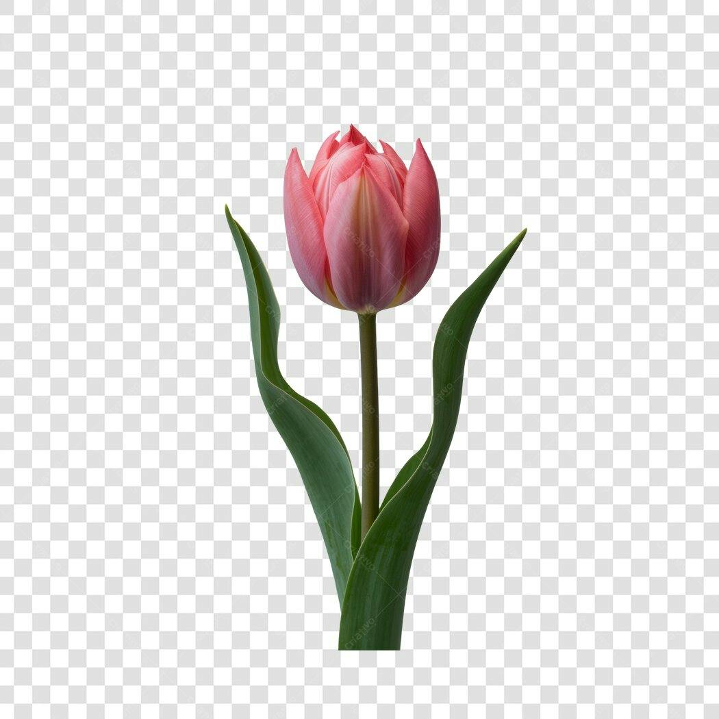 Imagem Tulipa Rosa PNG com fundo transparente