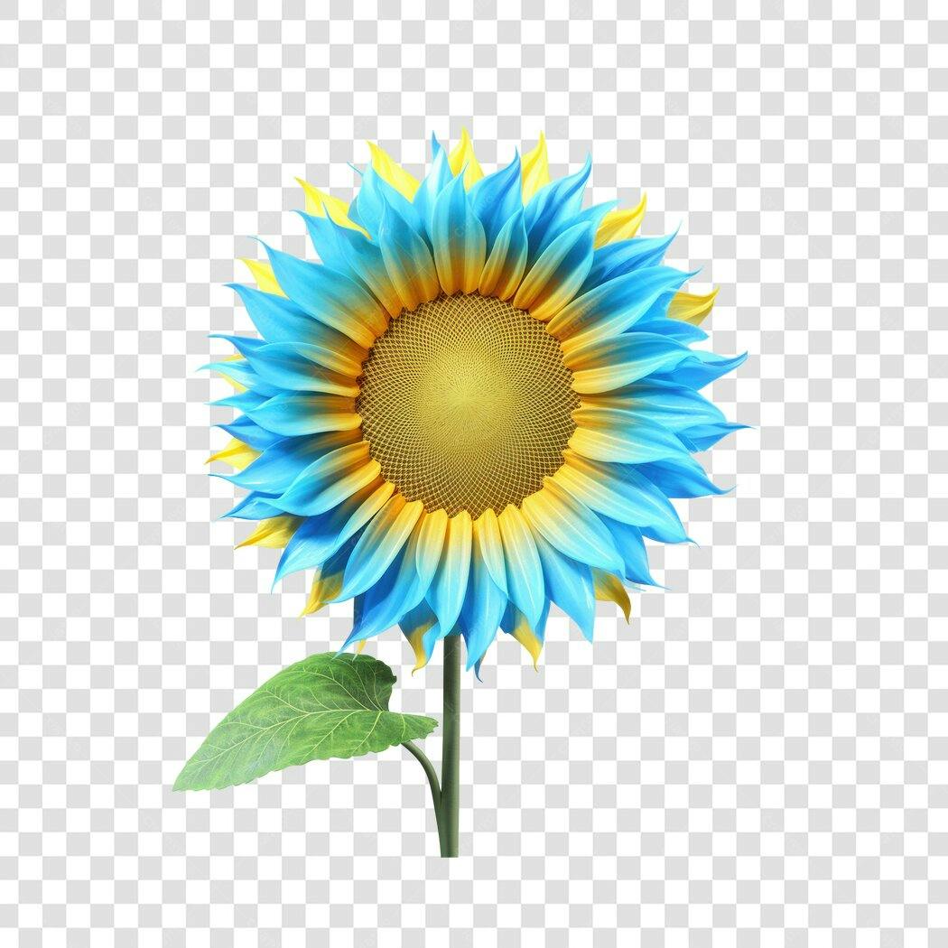 Post Instagram Girassol Azul e Amarelo PNG com fundo transparente