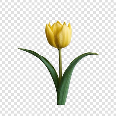 3D render FLORES ROSA VEMELHA COLORIDA AZUL FLOR elemento para composição ícone logo PSD png (191)