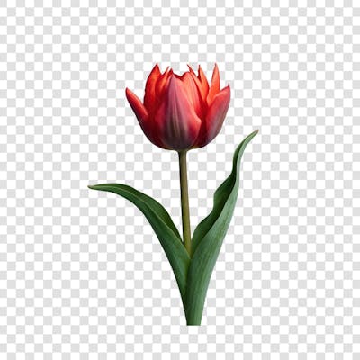 3D render FLORES ROSA VEMELHA COLORIDA AZUL FLOR elemento para composição ícone logo PSD png (187)