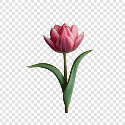3D render FLORES ROSA VEMELHA COLORIDA AZUL FLOR elemento para composição ícone logo PSD png (195)