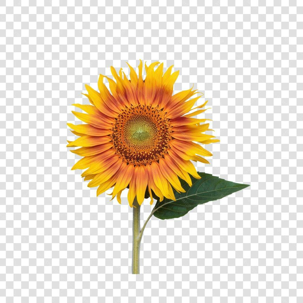Post Instagram Girassol PNG com fundo transparente