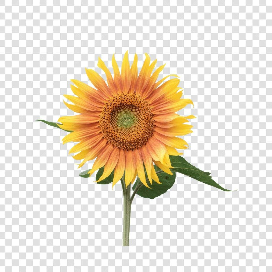 Imagem PNG Girassol com fundo transparente