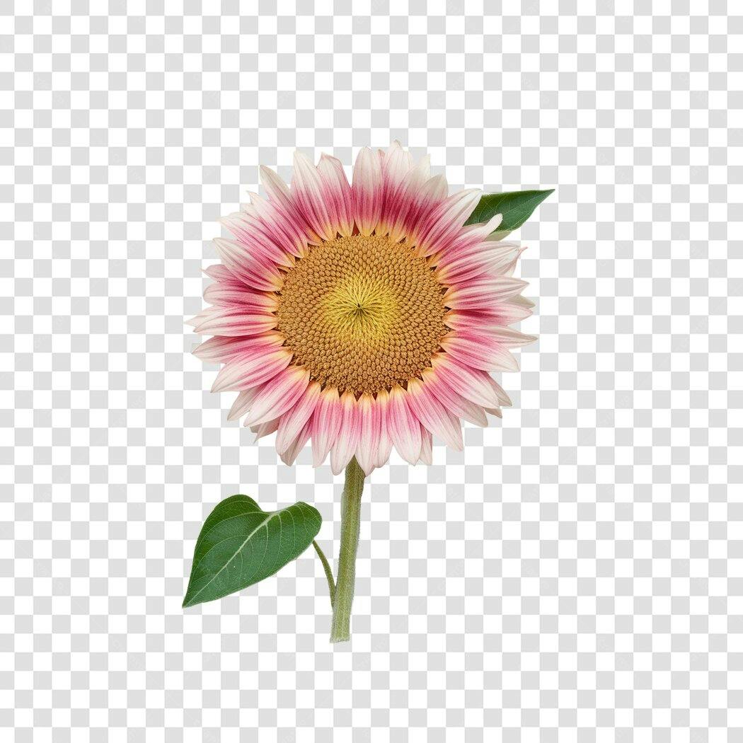 Post Instagram Girassol Rosa PNG com fundo transparente