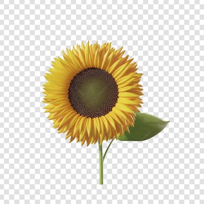 3D render FLORES ROSA VEMELHA COLORIDA AZUL FLOR elemento para composição ícone logo PSD png (7)