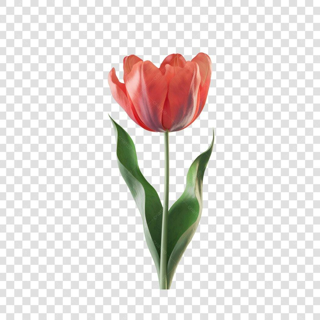 Post Instagram Dia das Mães Tulipas PNG com fundo transparente