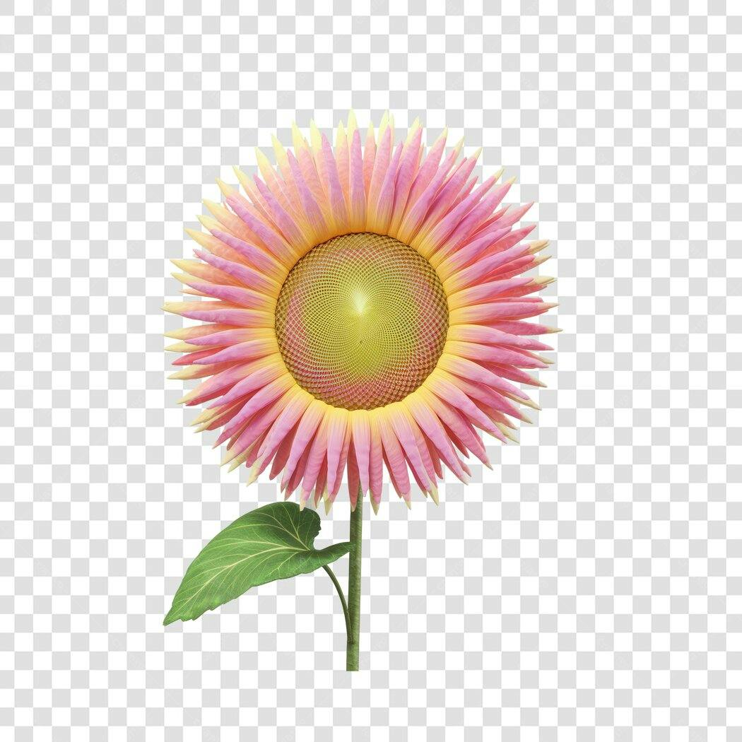 PNG Girasol Rosa para Post Instagram com fundo transparente