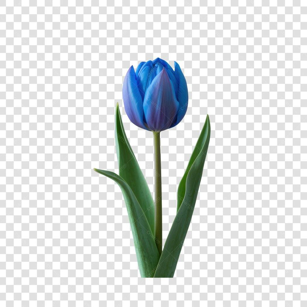 Post Instagram Flor Tulipa Azul PNG com fundo transparente