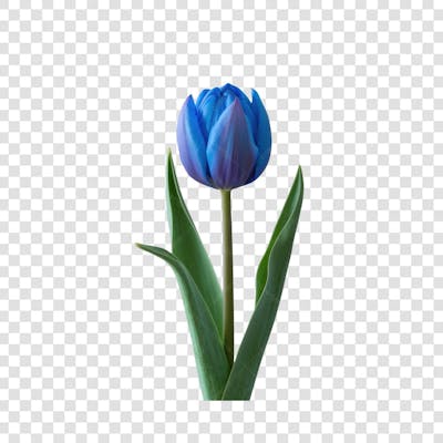 3D render FLORES ROSA VEMELHA COLORIDA AZUL FLOR elemento para composição ícone logo PSD png (199)