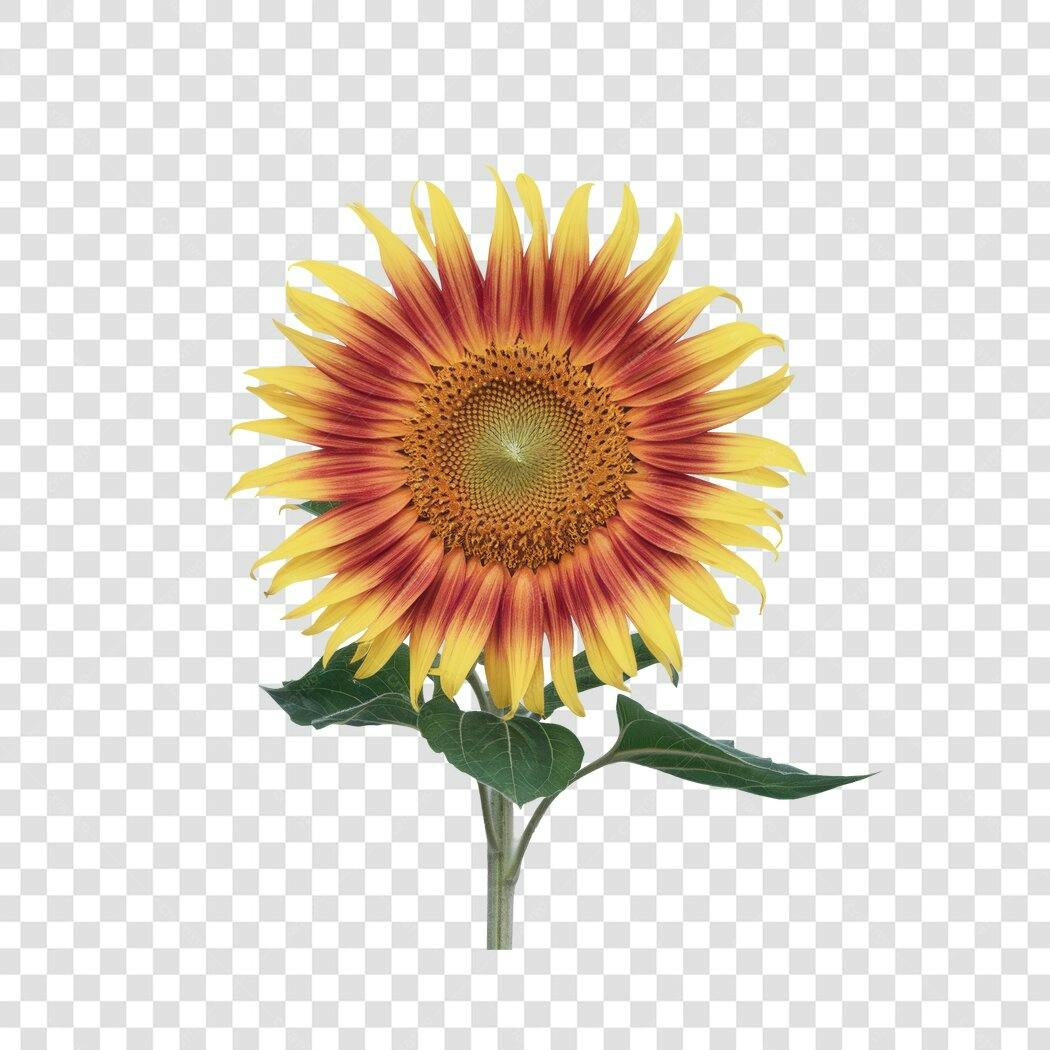 Post Instagram Flor Girassol PNG com fundo transparente