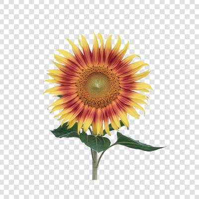 3D render FLORES ROSA VEMELHA COLORIDA AZUL FLOR elemento para composição ícone logo PSD png (87)