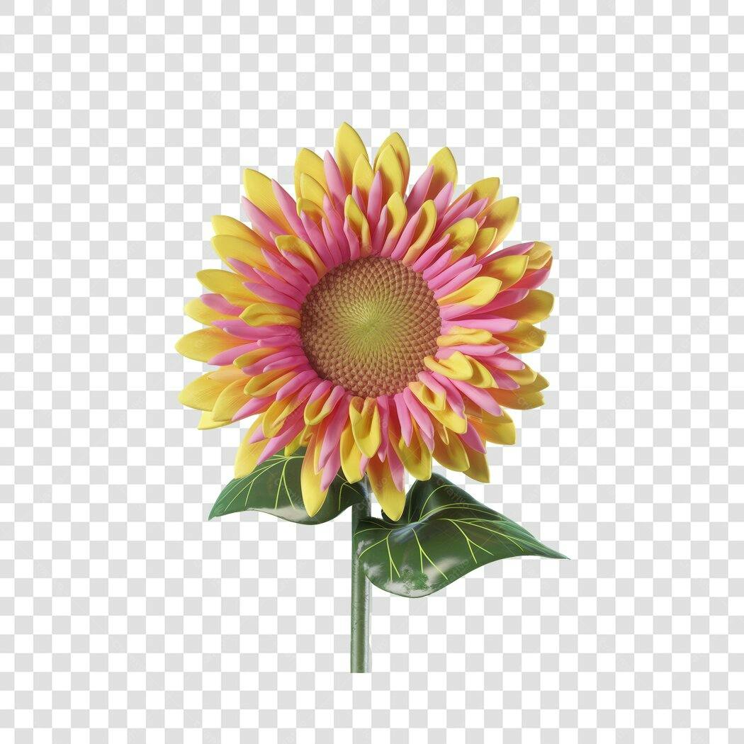 Post Instagram Girassol Rosa e Amarelo PNG com fundo transparente