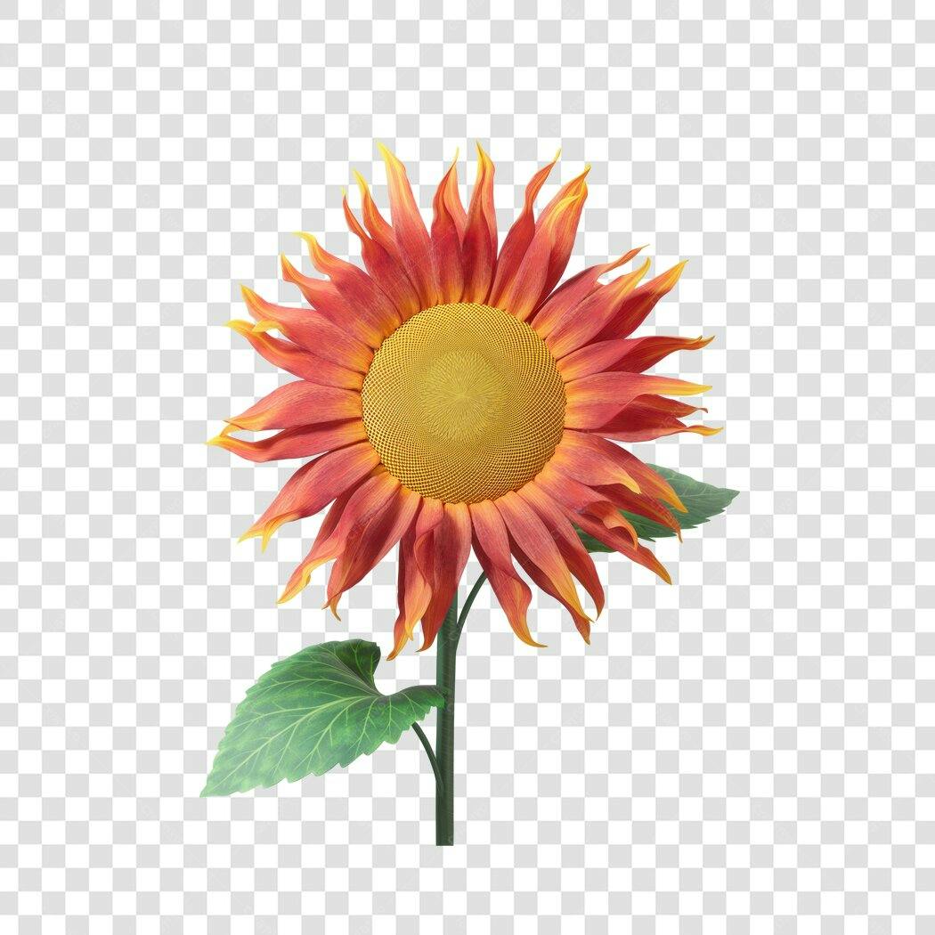 Imagem PNG Girassol Vermelho e Amarelo com Fundo Transparente