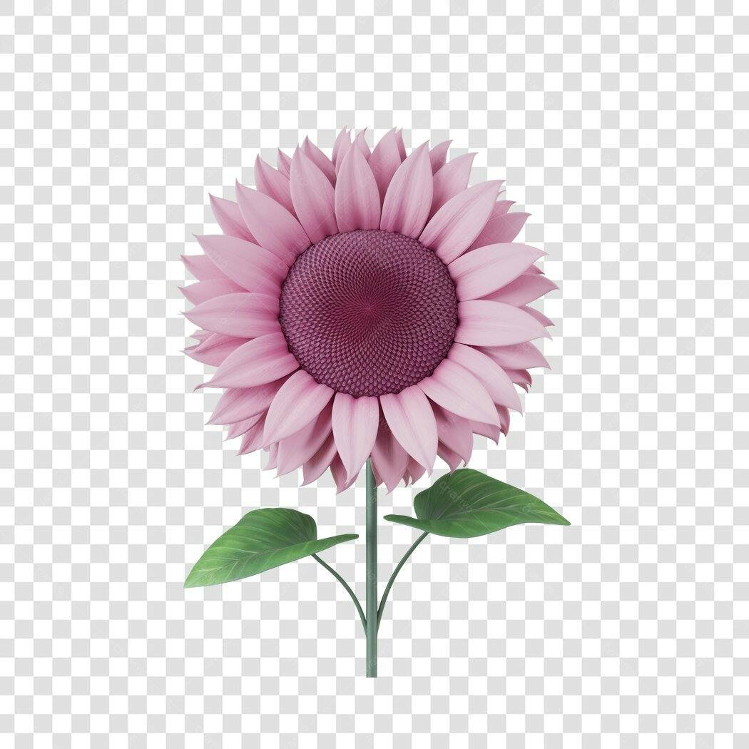 Post Instagram girassol rosa PNG com fundo transparente