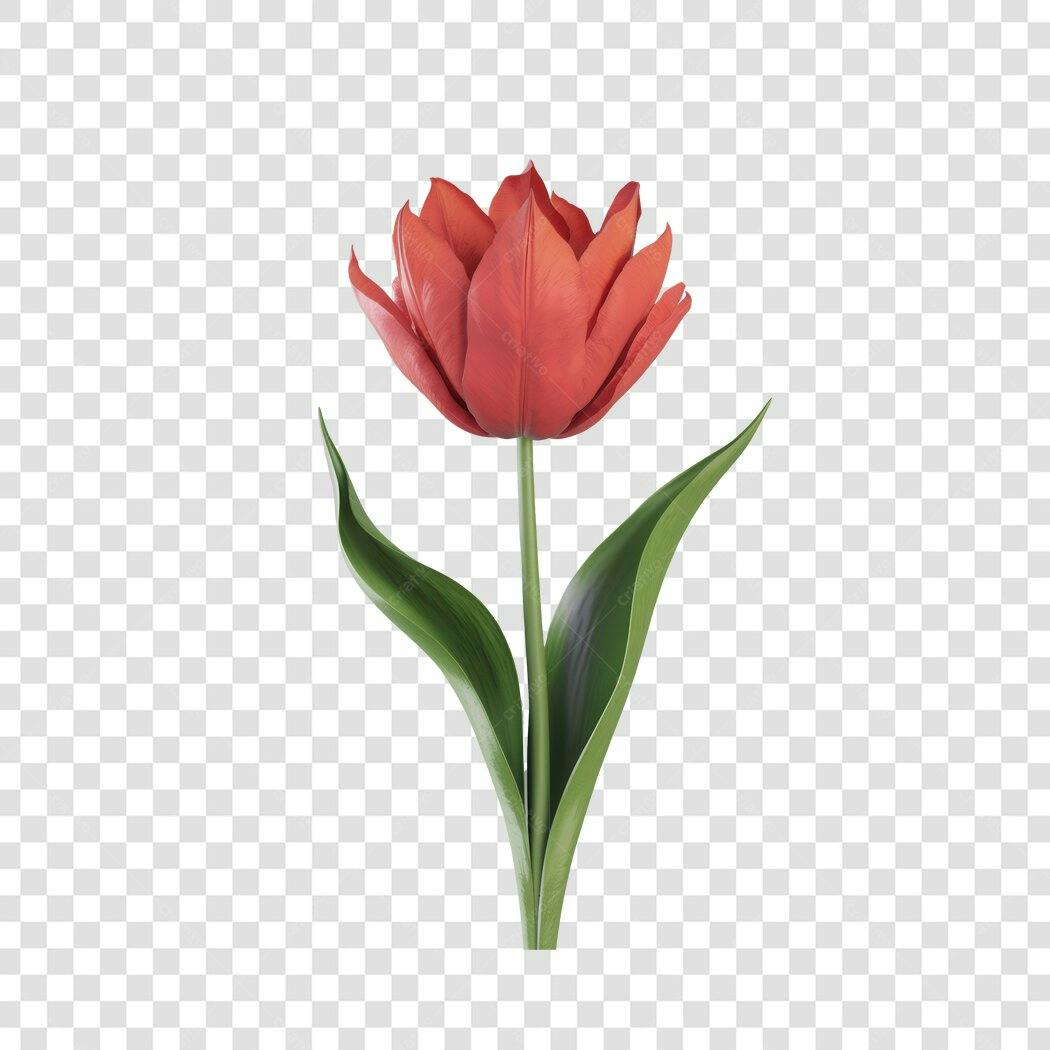 Imagem de Tulipa Vermelha PNG com fundo transparente