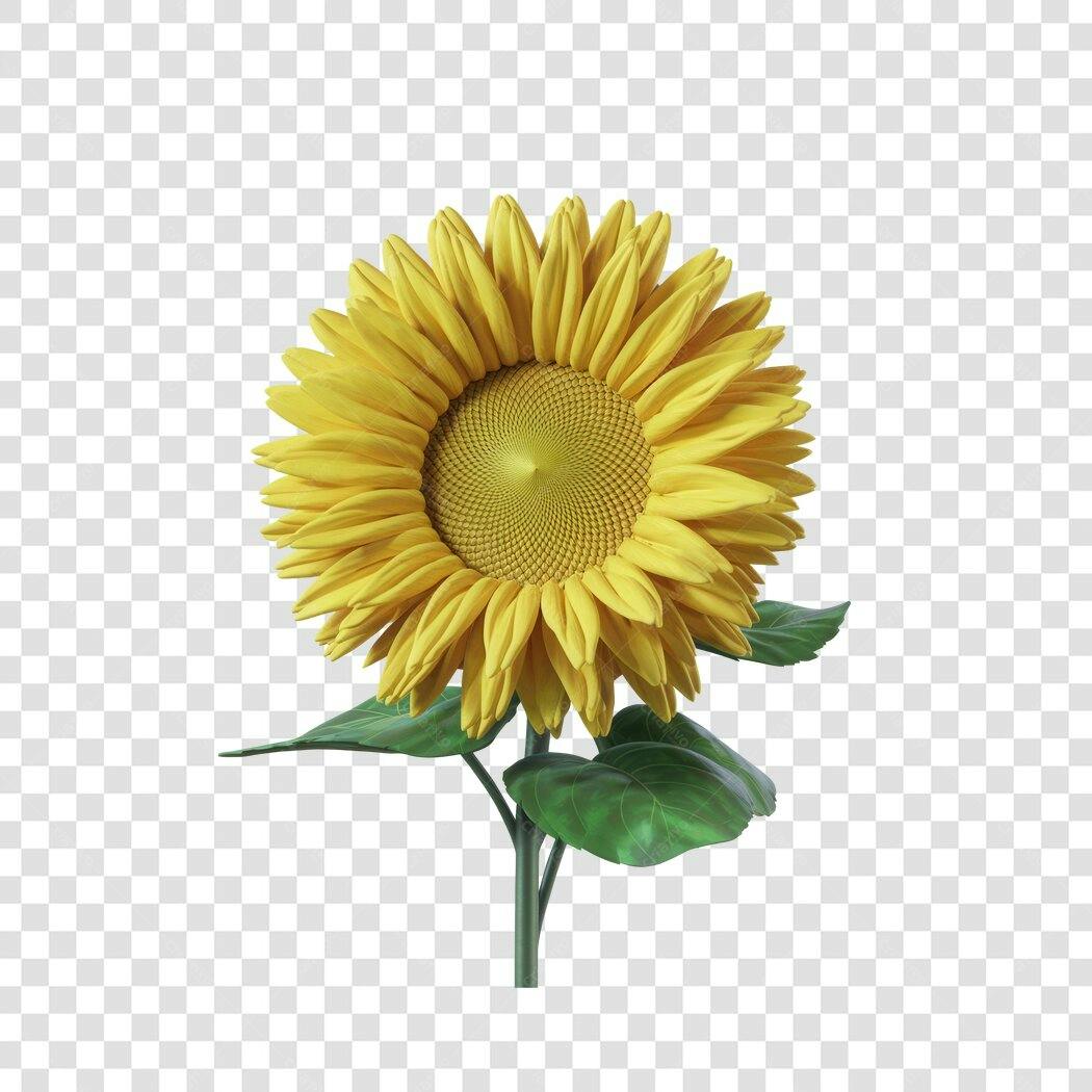 PNG Girassol com fundo transparente para Post Instagram
