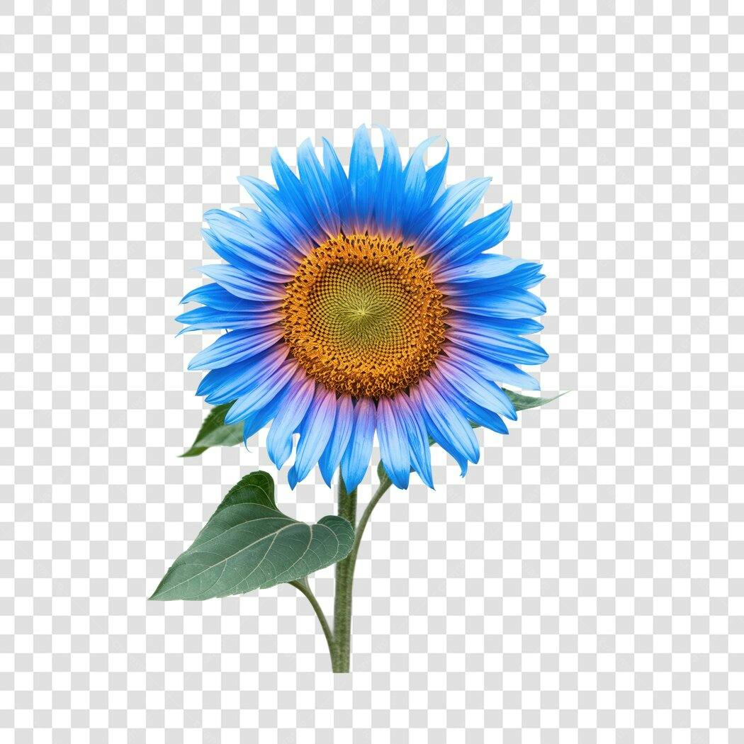 Imagem PNG Girassol Azul com fundo transparente