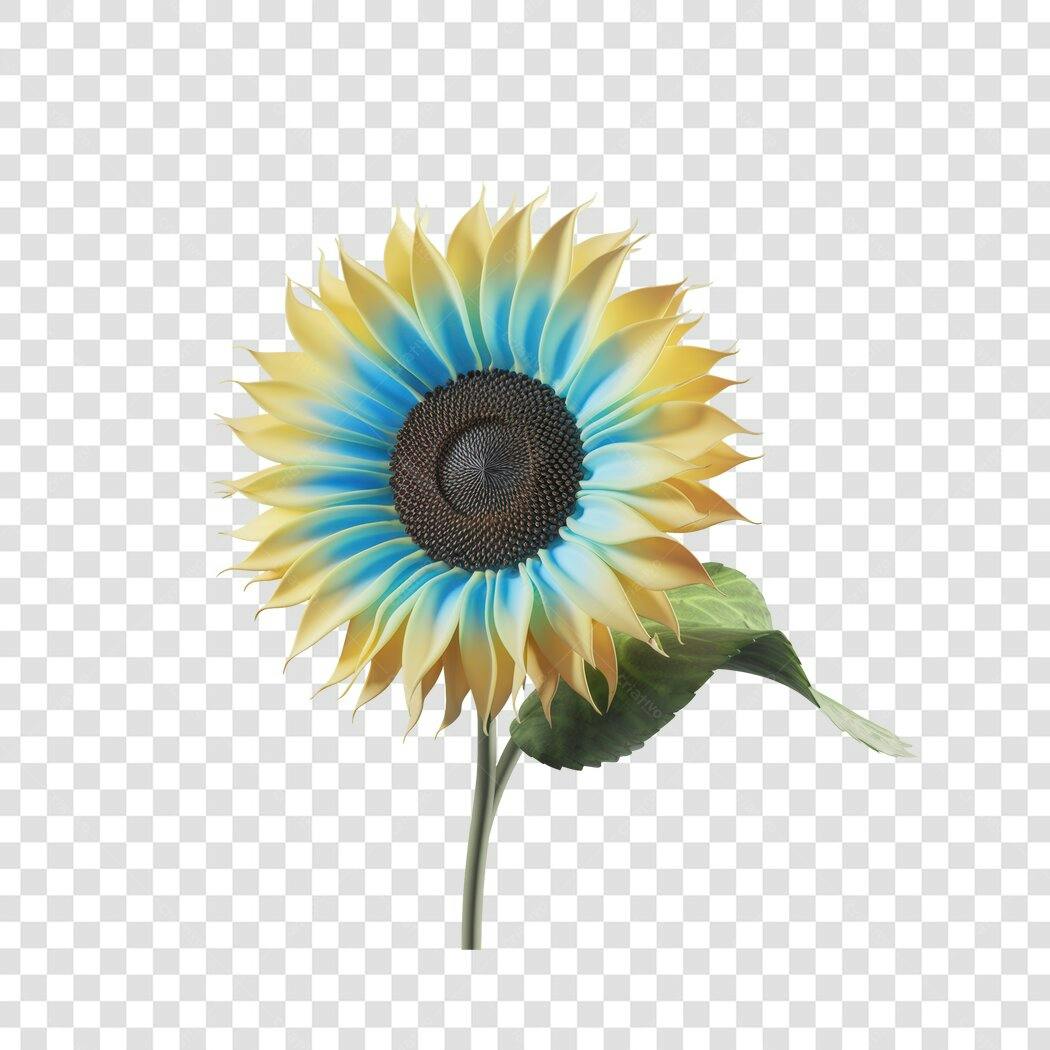 Post Instagram Girassol Azul e Amarelo PNG com fundo transparente