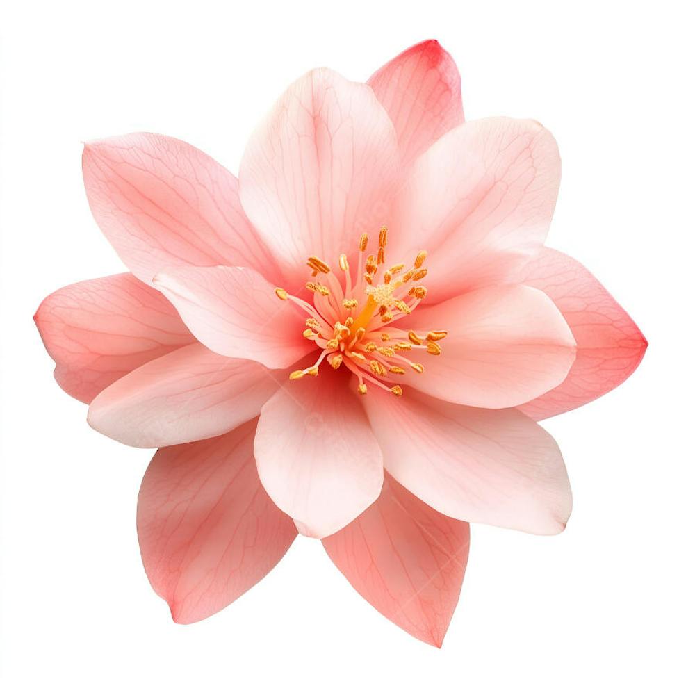 Uma linda flor rosa (4)