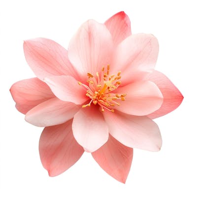 Uma linda flor rosa (4)