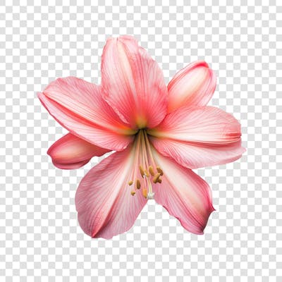 Uma linda flor rosa (5)
