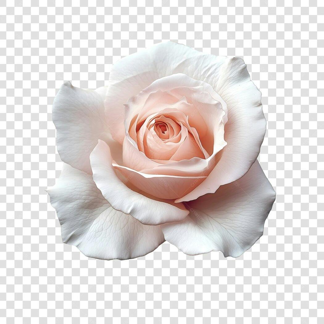 Imagem de rosa clara delicada PNG com fundo transparente
