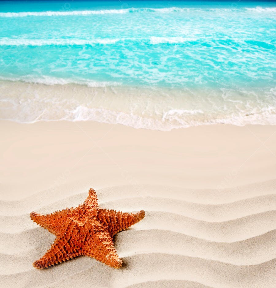 Estrela do mar na praia arenosa