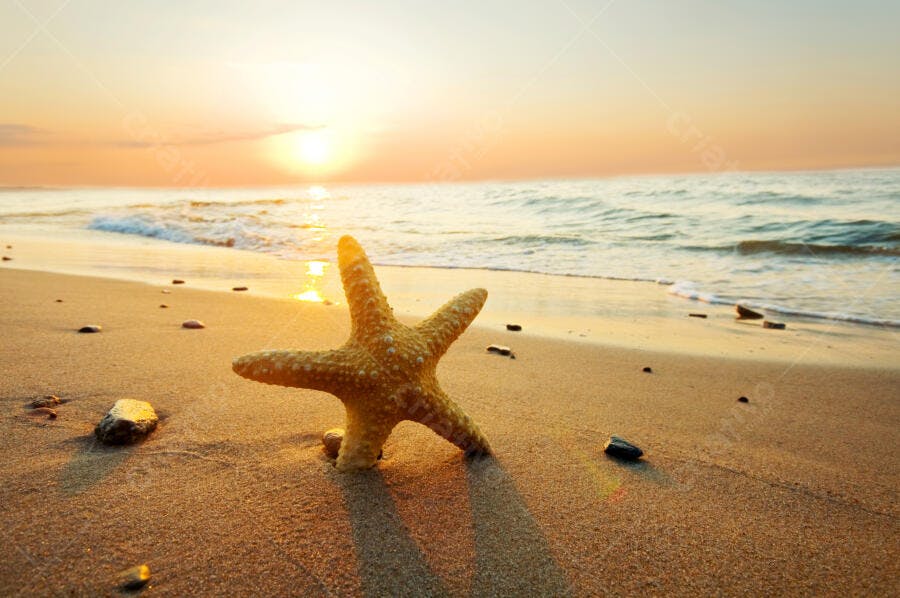 Estrela do mar na praia ao nascer do sol