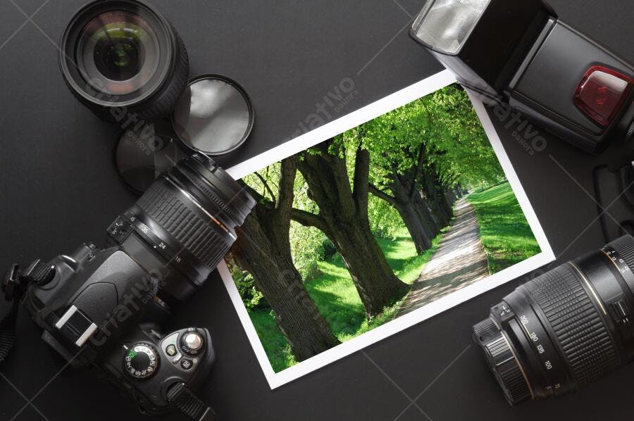 Trilha arborizada fotografia paisagística