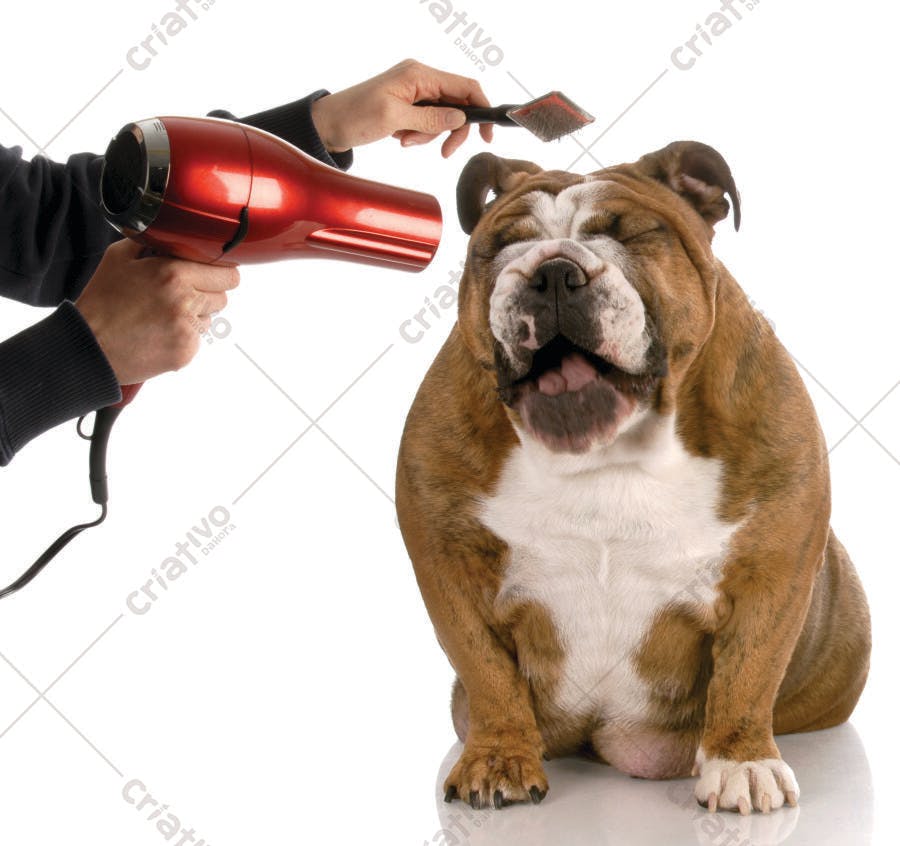 Bulldog inglês sendo secado após banho