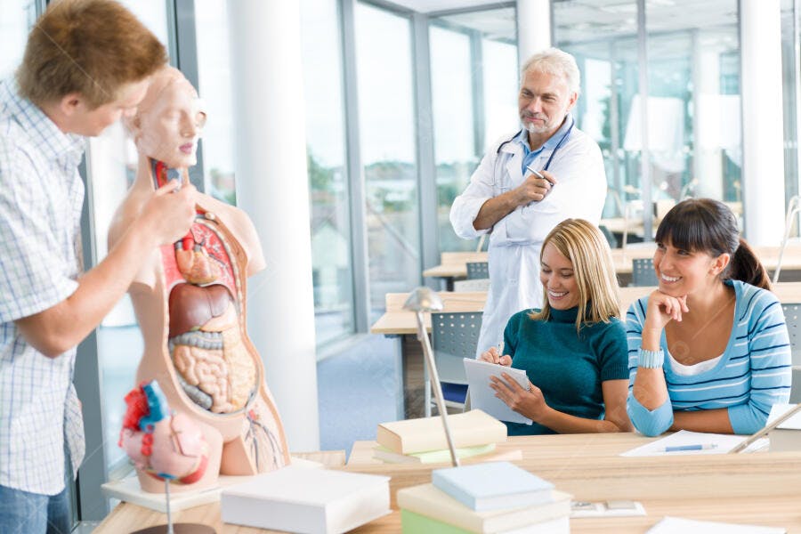 Estudantes em aula de anatomia com modelo