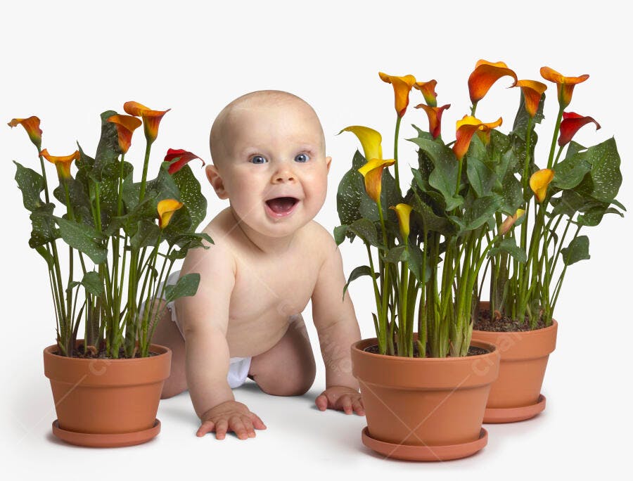 Bebê feliz com flores de Calla