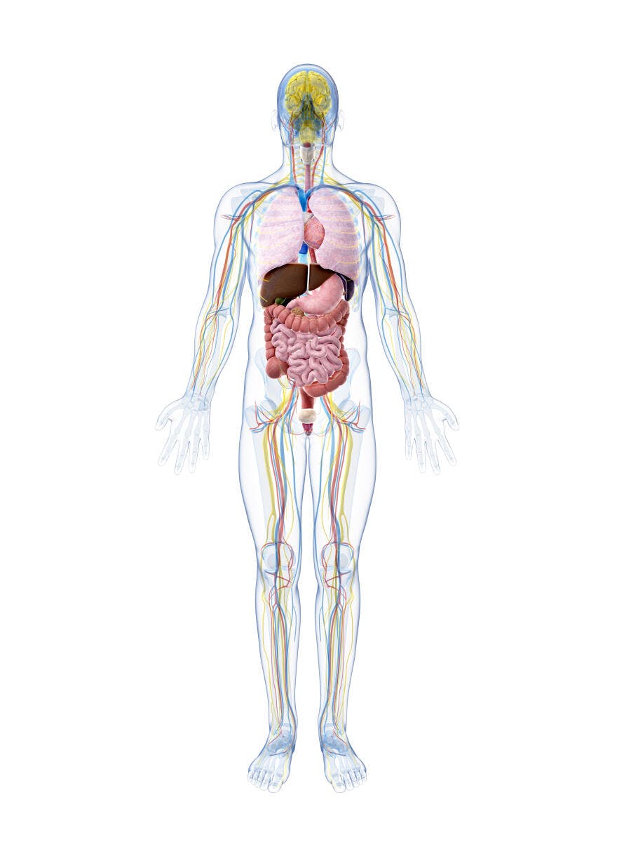 Anatomia Humana Órgãos e Sistema Nervoso