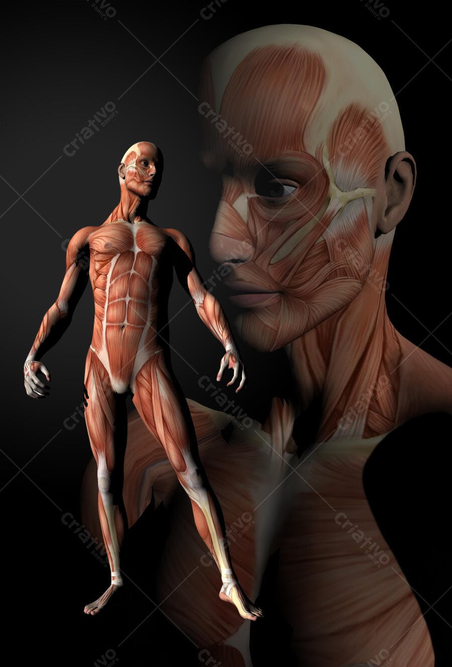 Anatomia Humana Corpo Muscular Masculino