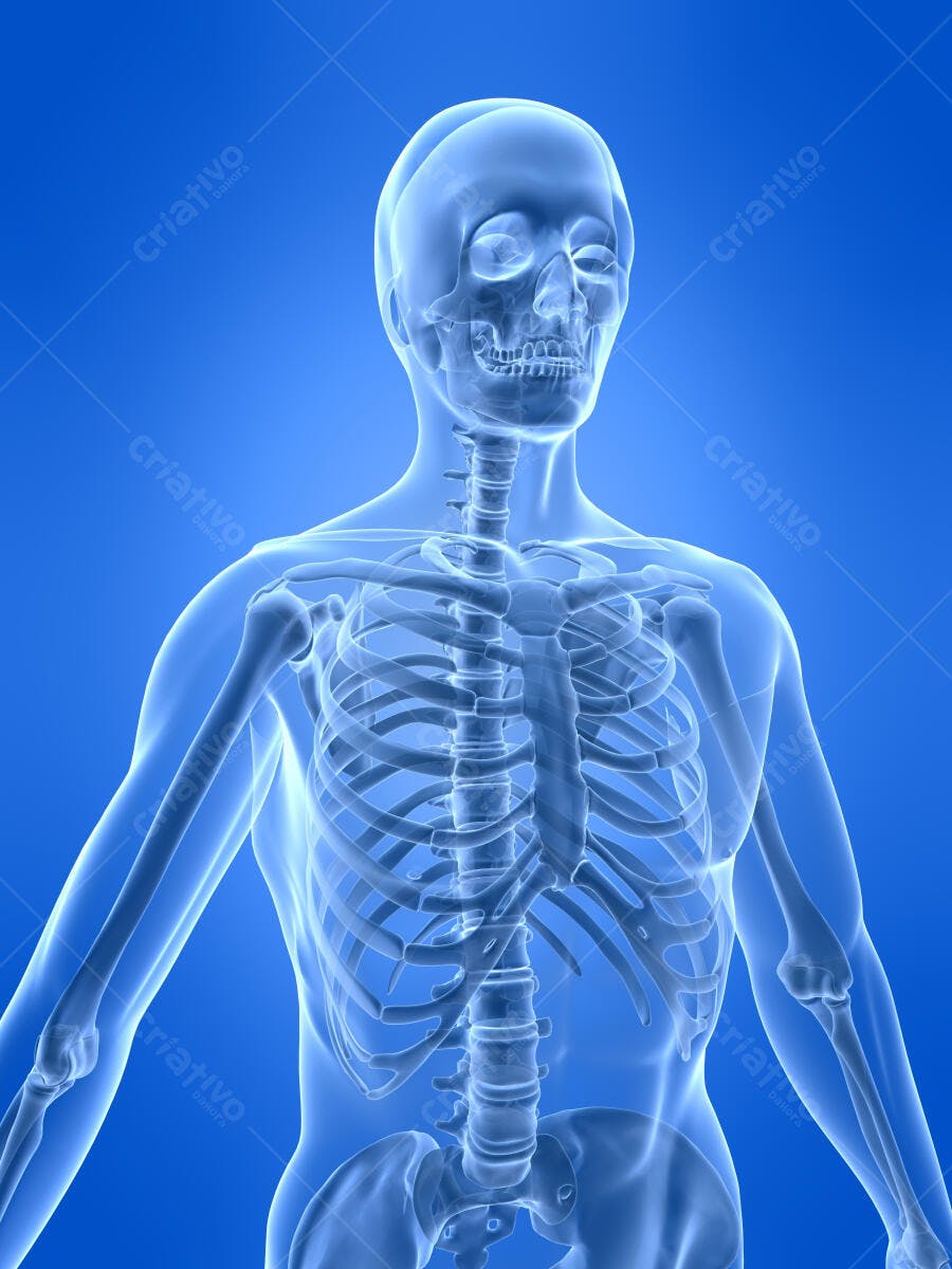 Esqueleto humano tórax e crânio vista frontal