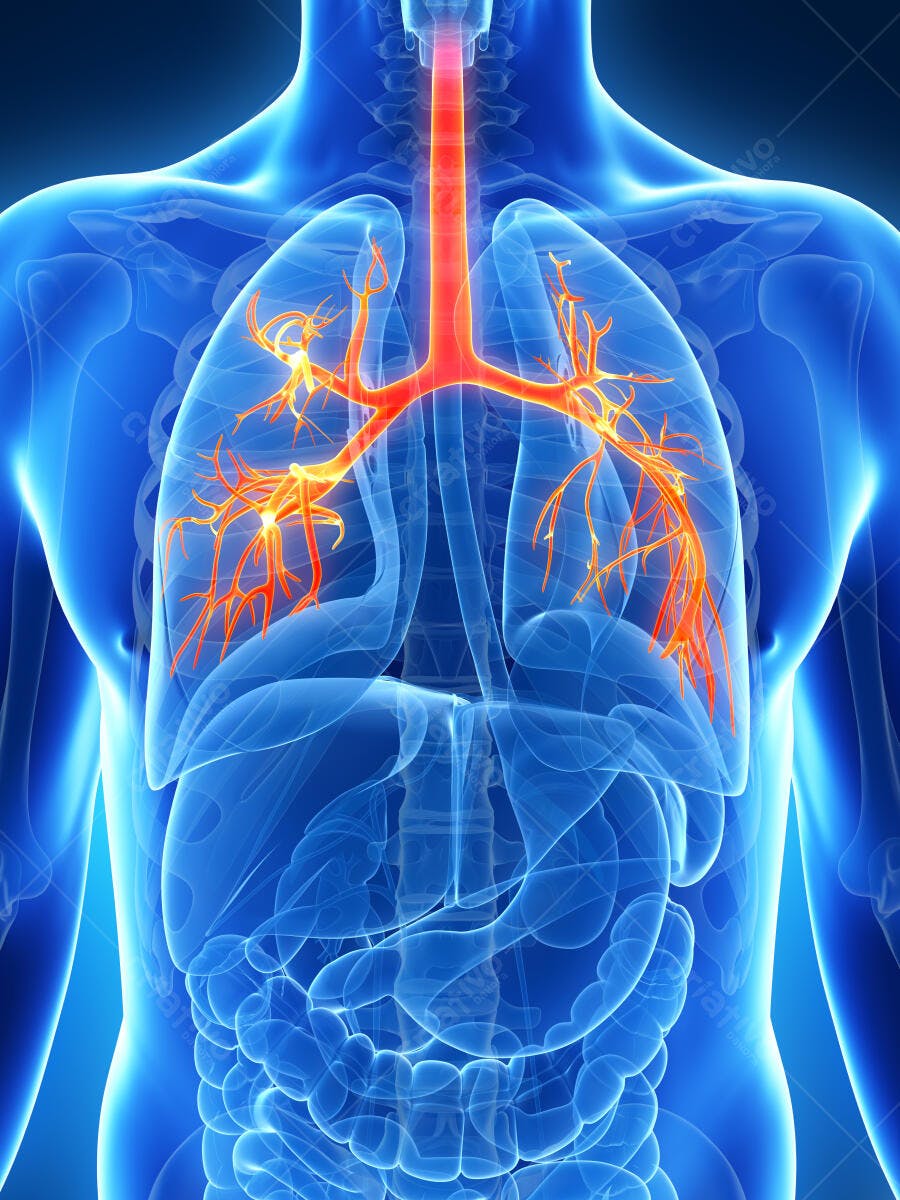 Sistema Respiratório Humano Pulmões Brônquios