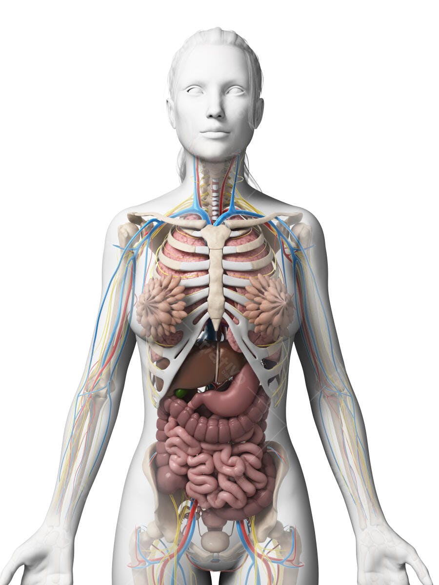 Anatomia feminina sistema digestivo e circulatório