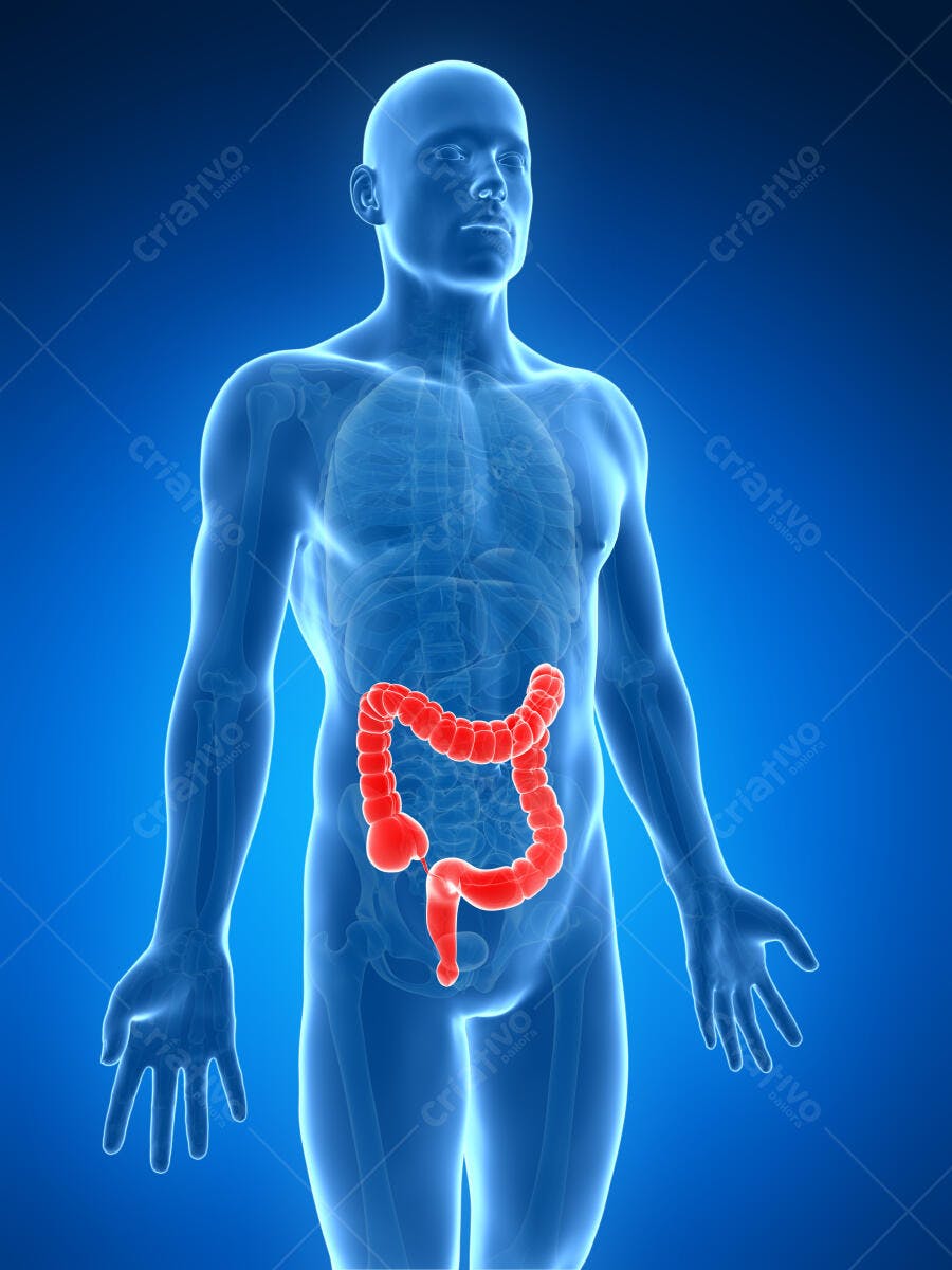 Anatomia do Intestino Grosso Humano