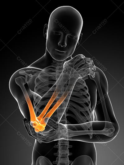 Anatomia 3D (38)