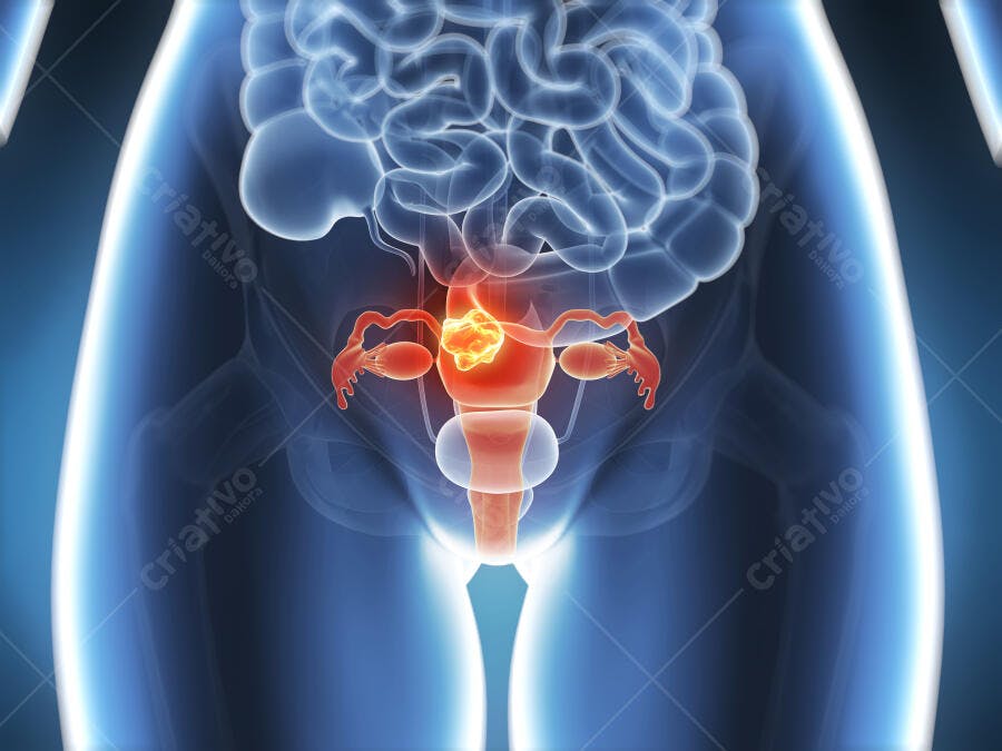 Ilustração médica sistema reprodutor feminino