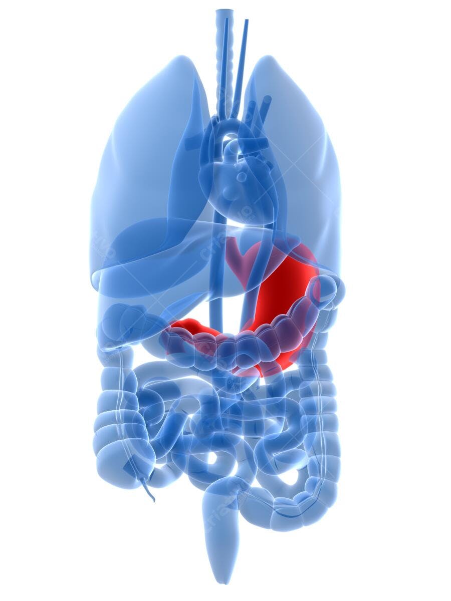 Anatomia do Estômago em 3D